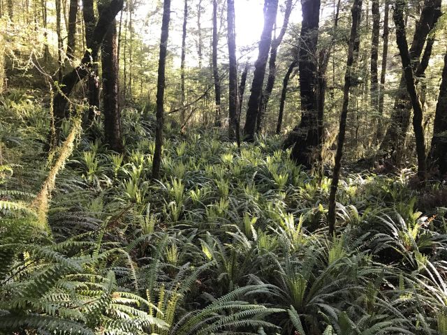 deep luscious forests