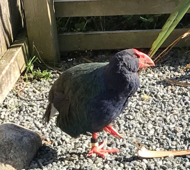 an elderly bachelor, but we also glimpsed a couple who had been given a chick to foster