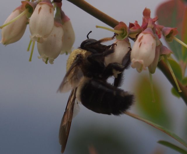 pollinators busy