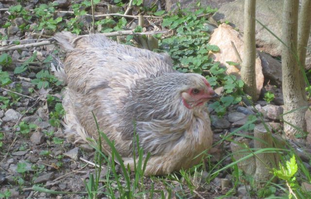 epsom salts bath recovers Ameraucana