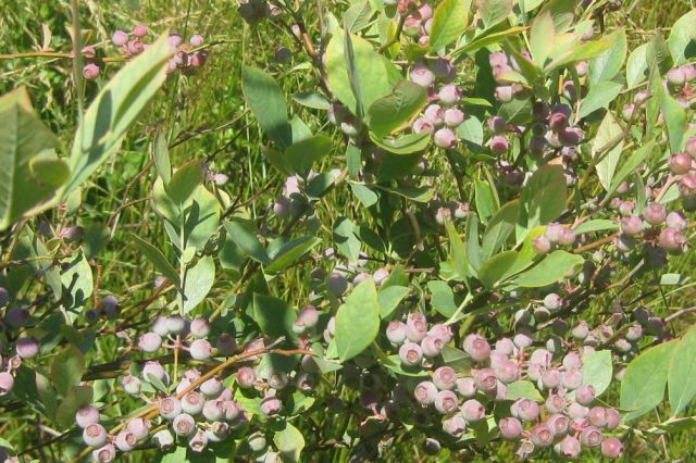 yellowing blueberry leaves