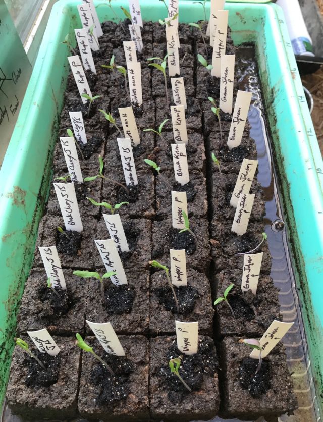 tomato plants