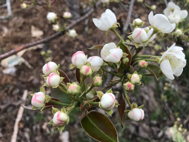update – 1st blossoms, bees and goats