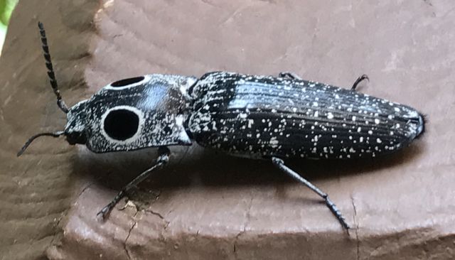 3 visitors near carport