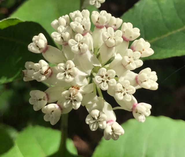 milkweed in the woods & a new bee watering station